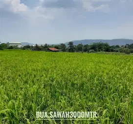 Dijual tanah sawah subur  dekat lintasan tol Bocimi 3 investasi