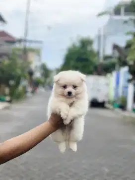 Minipom / mini pomeranian stambum