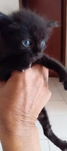 Anak kucing mix hitam