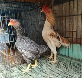 Sepasang Ko Shamo Ayam Hias