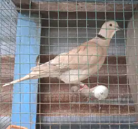 Burung puter pelung