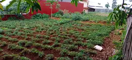 Tanah Dijual Lokasi dekat Gunung Puntang- Cimaung Kab. Bandung