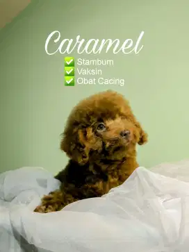 jual puppies red toy poodle