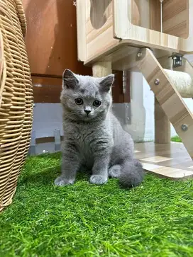 Kucing British Shorthair / BSH Blue Betina