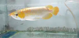 Arowana Super Red 30 CM