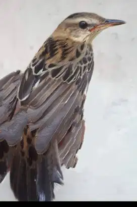 Burung kecici belalang