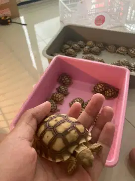 Sulcata Baby 5cm