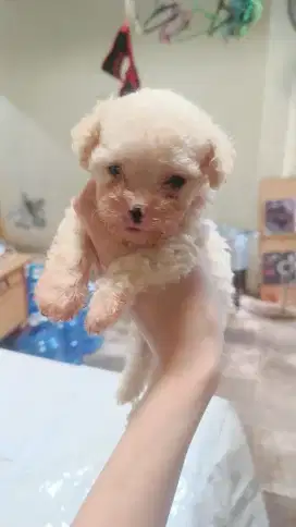 Anjing Tiny Poodle betina Putih