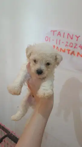 Anjing Toy Poodle jantan Putih