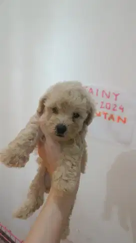 Anjing Toy Poodle jantan apricot