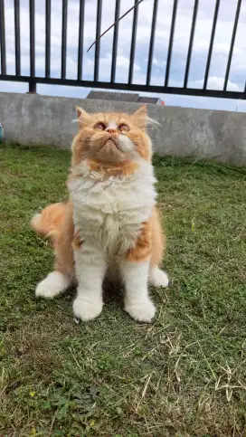 Kucing persia jantan longhair