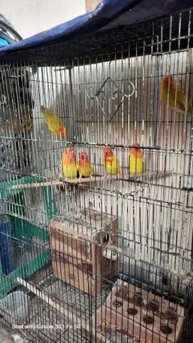 Jual lovebird kuning 2 mata merah 4 mata hitam