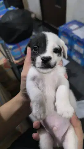 Puppies mix schnauzer  - jack russel (jantan)