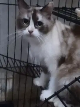 Kucing Persia Remaja  Cantik
