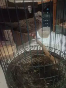 Jual burung tekukur guk 2