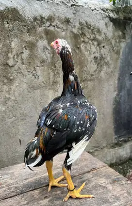 Ayam thailand LHK murni mewah