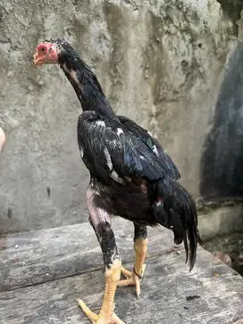 Ayam ekor lidi anakan juara