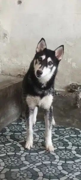 Husky Lucu Usia 1 Tahun (Betina)