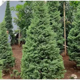 Pohon cemara natal