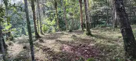 3300 sqm plantation river front land in Sidemen, Karangasem