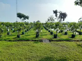 Lahan perkebunan di pamijahan,gunung salak, kab Bogor