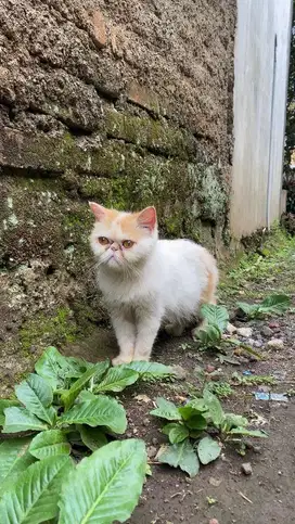 Kucing persia peaknose exotic shorthair exo betina