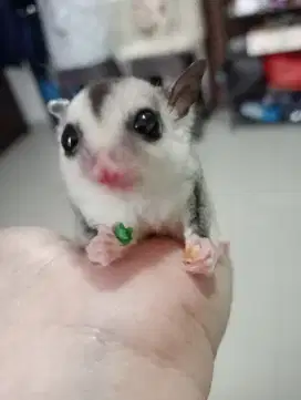 Sugar Glider Joey WF Betina