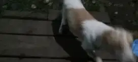 Anjing kampung bulu lebat