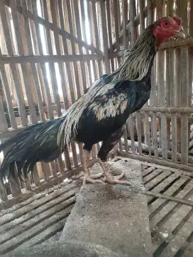 Jual cpt  ayam bangkok turunan bagus, umur 8 bulan