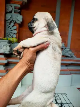 Pug anakan jantan betina