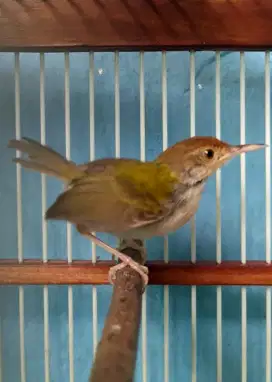 Burung prenjak lumut betina