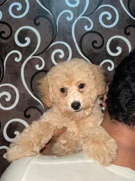 Toy Poodle Apricot