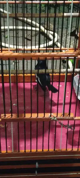 Di jual burung kacer jabar dada putih FS