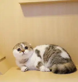 Scottish Fold Kitten Female - triple fold!