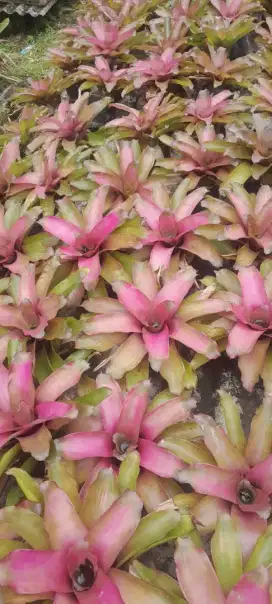 Pohon Bromelia Baby Pink