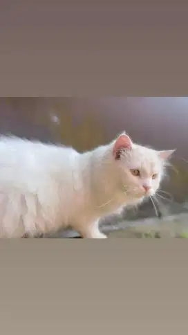 Adopsi Kucing Persia Putih – Si Cantik yang Menawan