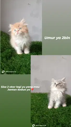 Kitten 2bln jantan