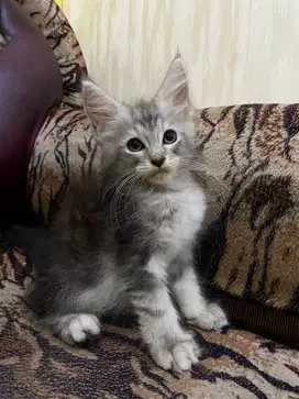 Kucing mainecoon