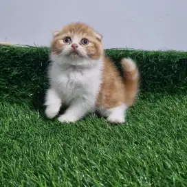 Scottish fold kitten