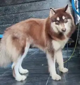 Husky red jantan