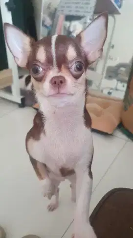 Chihuahua Cihuahua Betina Super Mini Pesek Pendek Cantik Stanbum