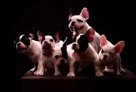 Frenchie / French Bulldog 1 taun