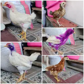 Ayam (Horn,Elba, Petelur)