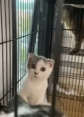 Scottish fold kitten