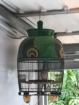 Burung perkutut lokal krosing