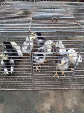 Jual Anak Ayam Kampung Asli Umur 2 Minggu