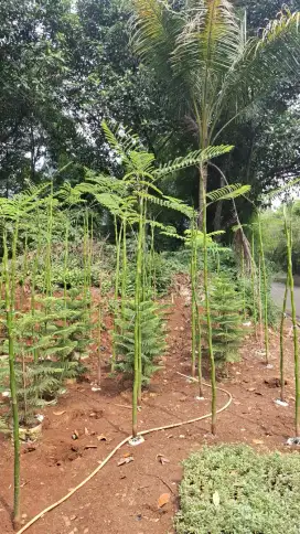 Pohon solobium tinggi 2 meter