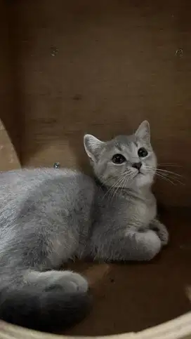 Kucing british shorthair blue golden