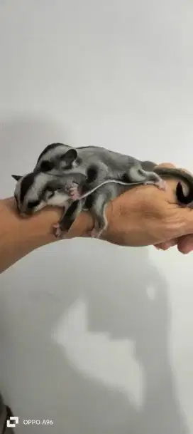 Sugar glider joy