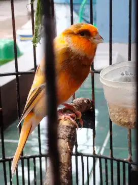 Di jual burung kenari jantan